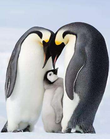 关于南极新秀击败实力冠军,斩获女子游泳桂冠的信息 关于南极新秀击败实力冠军,斩获女子游泳桂冠的信息