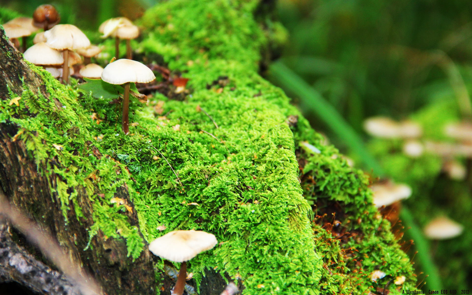 雷火电竞官网-铁血德国征服罗马城，贝林厄姆一传一射奠定大师风范