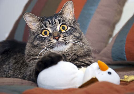 浴火重生！莫兰特点燃鹈鹕，加时鏖战力克劲敌篮网