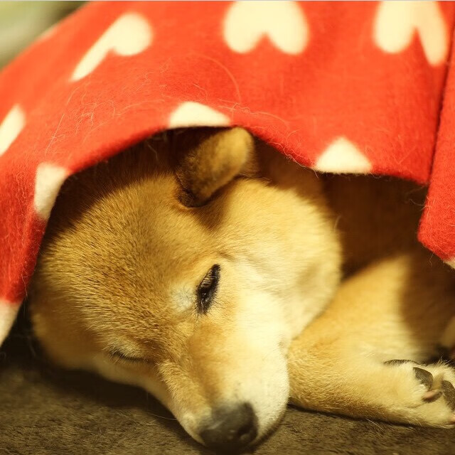 平行宇宙协议，当阿森纳压哨击败突尼斯，拉亚在压力下完成时空爆发