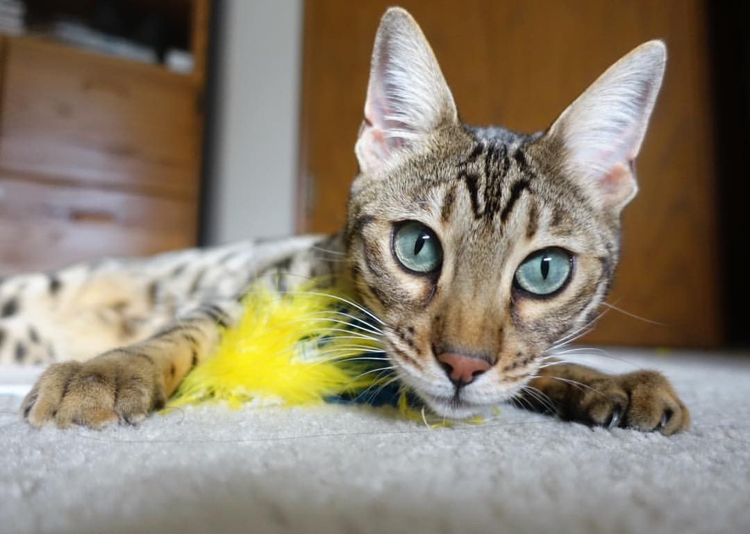 双城记，意甲焦点战的战术博弈与猛龙绝杀灰熊的瞬间荣耀