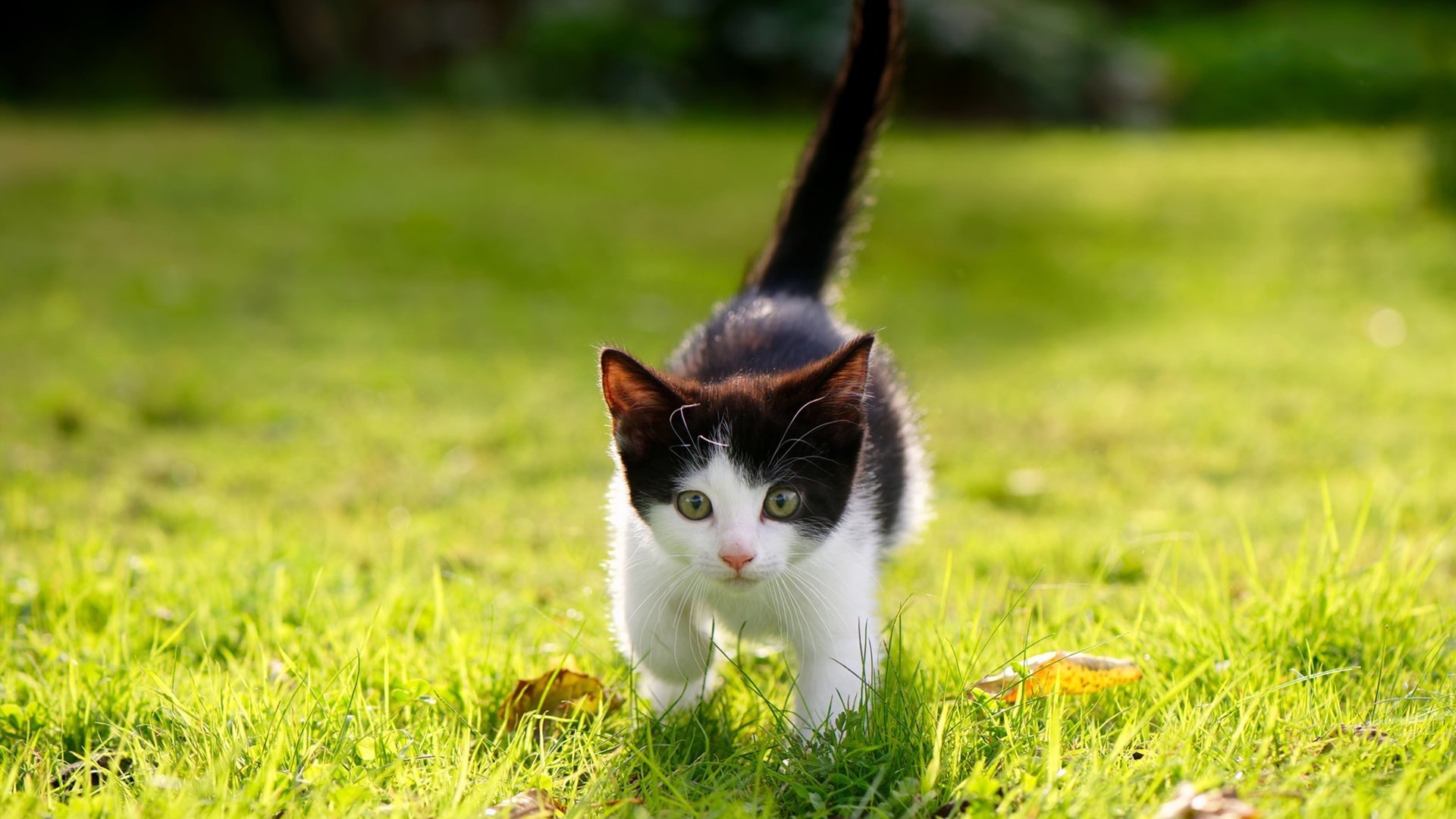 铁壁与绞索，波兰战术窒息土耳其，斯通斯式立柱擎起东欧铁骑