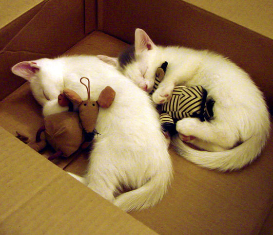 雷火电竞中国-曼城与沙特，一场资本与节奏的欧冠决赛交响曲