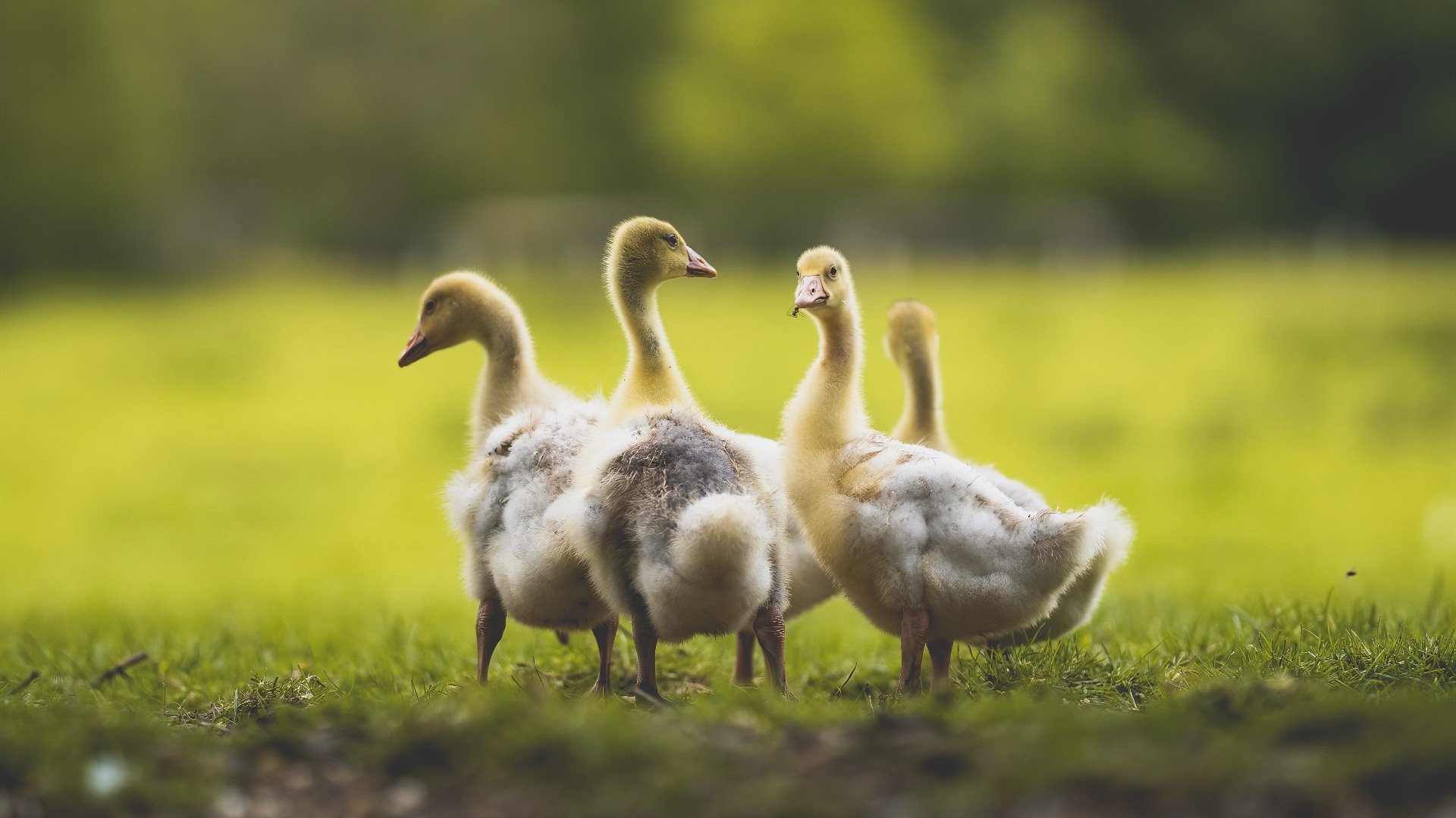 雷火电竞充值-唯一性时刻，佩德里连续得分助亚特兰大险胜拉齐奥