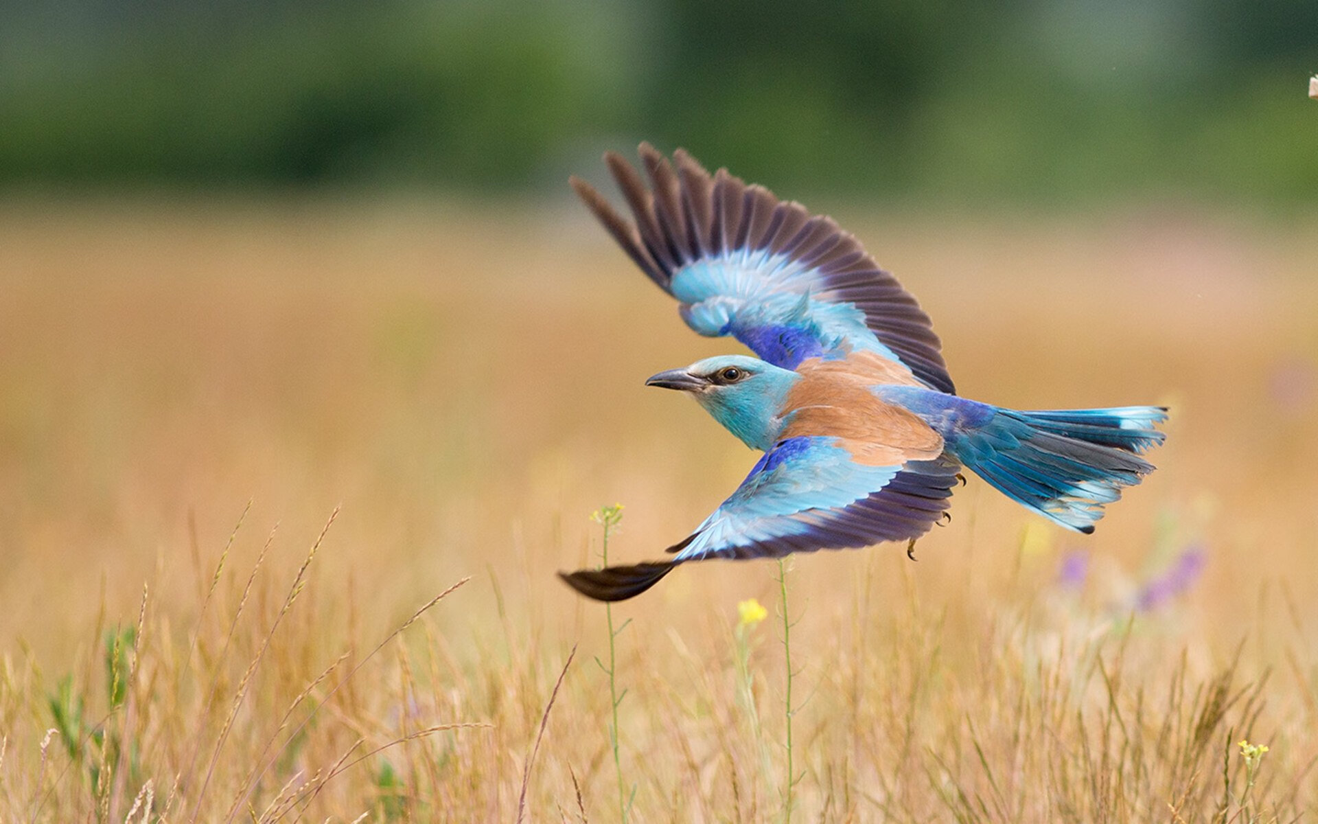 雷火电竞网址-恒星吞噬暗物质，当太阳的引力碾碎广厦，拉文成了那颗看不见的决胜粒子